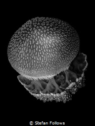 Voyager! Jellyfish - Thysanostoma thysanura. Sail Rock, T... by Stefan Follows 